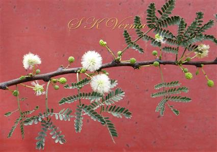 Flowering branch